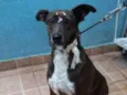 Cacau