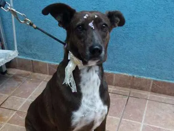 Cachorro ra a Canina idade 2 anos nome Cacau