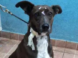 Cachorro raça Canina idade 2 anos nome Cacau