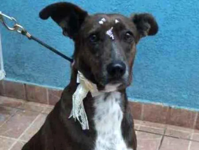 Cachorro ra a Canina idade 2 anos nome Cacau