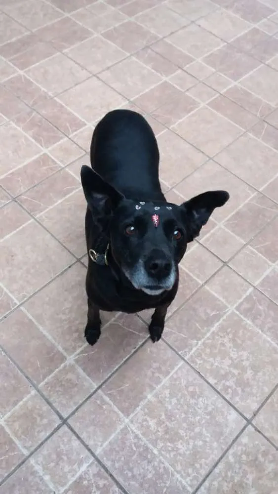 Cachorro ra a Canina idade 6 ou mais anos nome Big
