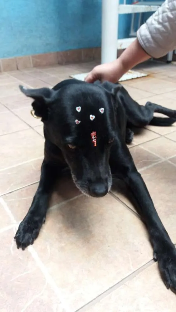 Cachorro ra a Canina idade 6 ou mais anos nome Big