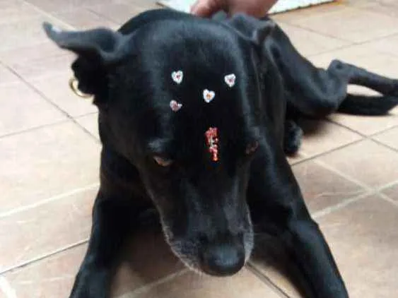Cachorro ra a Canina idade 6 ou mais anos nome Big
