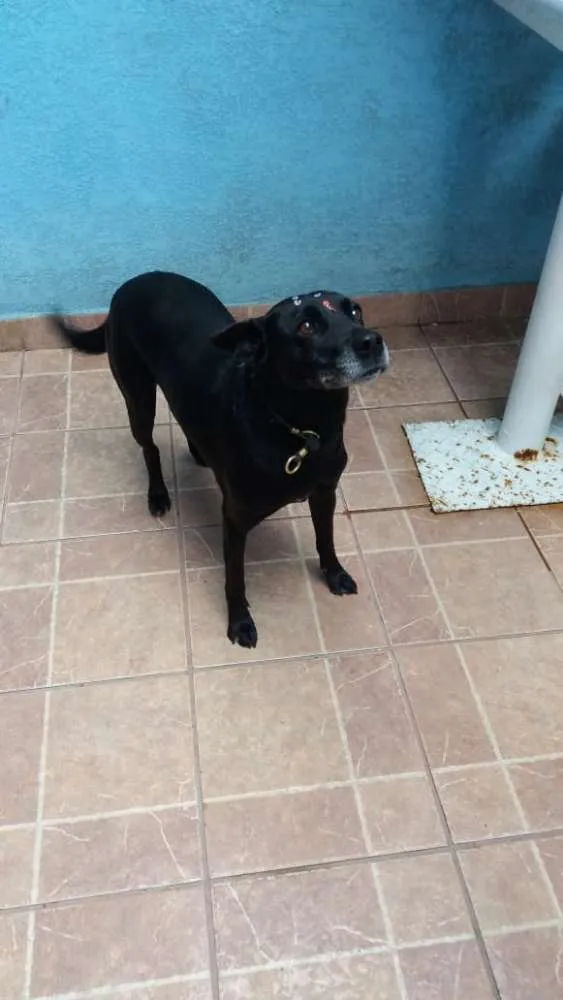 Cachorro ra a Canina idade 6 ou mais anos nome Big