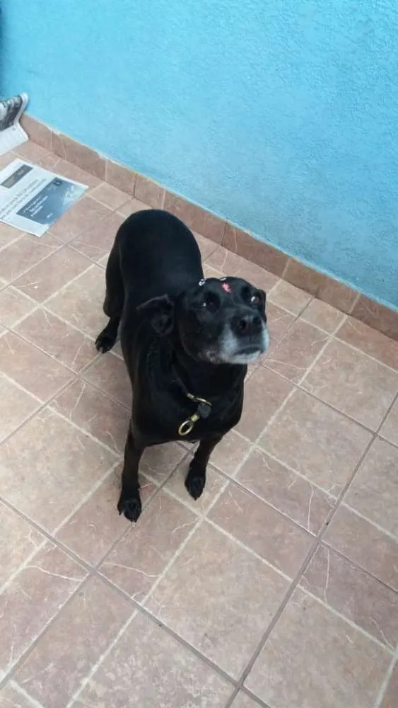 Cachorro ra a Canina idade 6 ou mais anos nome Big