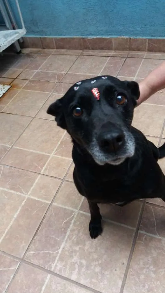Cachorro ra a Canina idade 6 ou mais anos nome Big