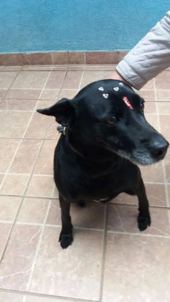 Cachorro ra a Canina idade 6 ou mais anos nome Big