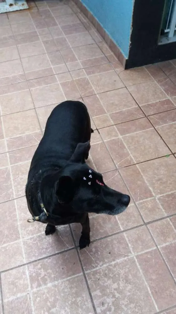 Cachorro ra a Canina idade 6 ou mais anos nome Big