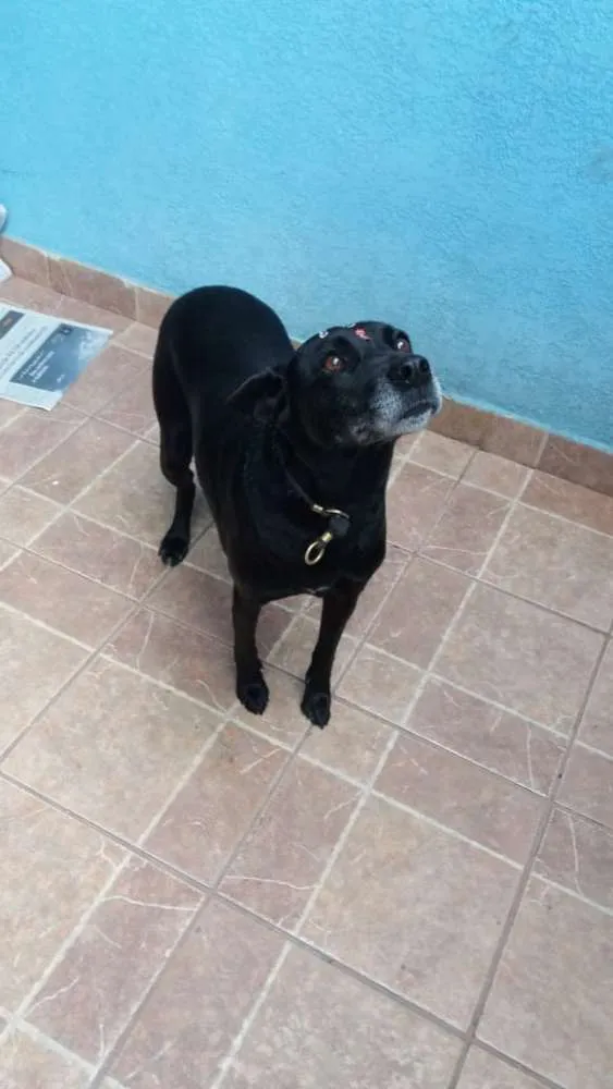 Cachorro ra a Canina idade 6 ou mais anos nome Big