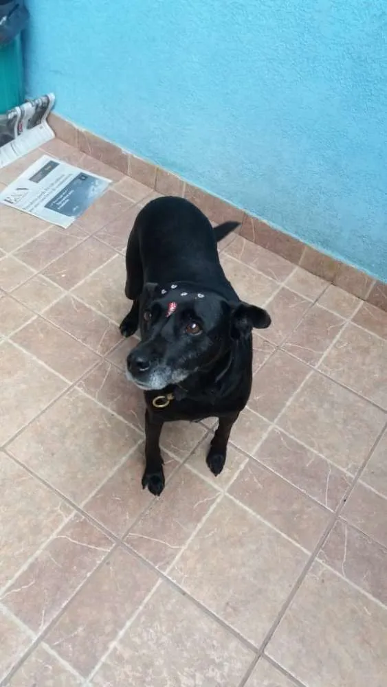 Cachorro ra a Canina idade 6 ou mais anos nome Big