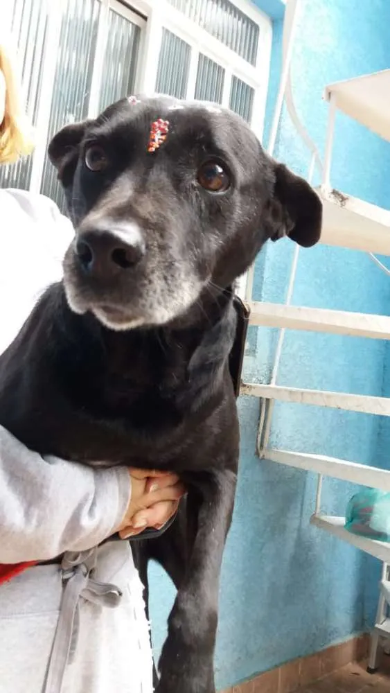 Cachorro ra a Canina idade 6 ou mais anos nome Big