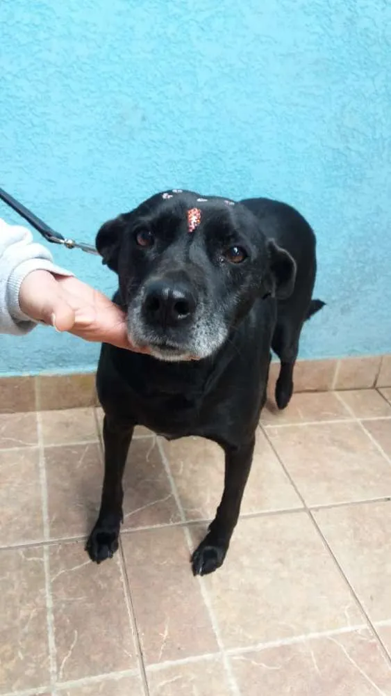 Cachorro ra a Canina idade 6 ou mais anos nome Big