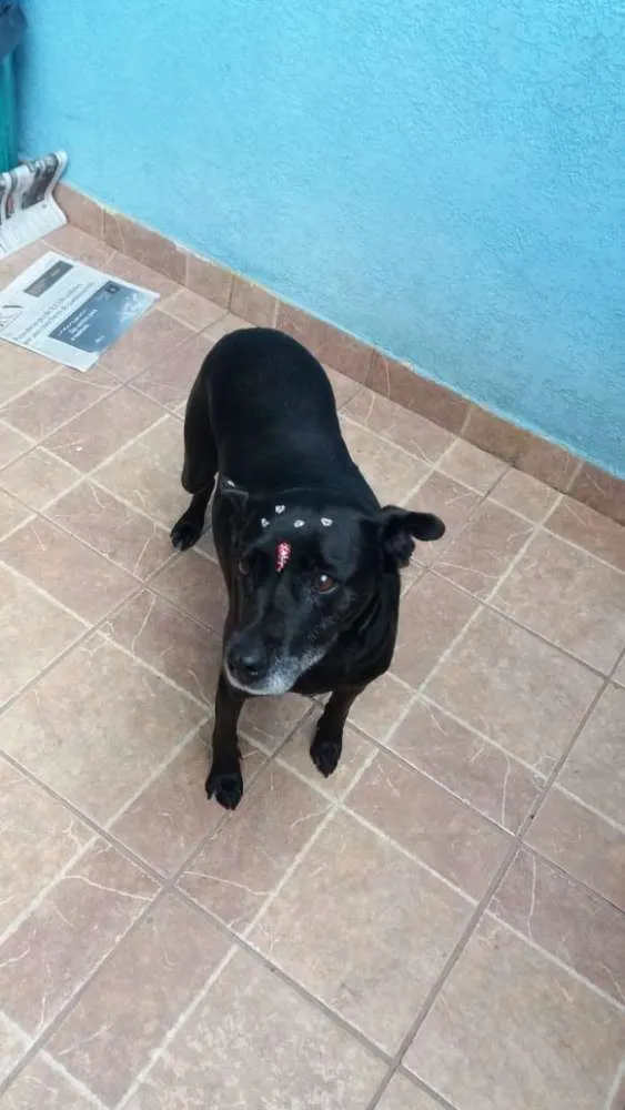 Cachorro ra a Canina idade 6 ou mais anos nome Big