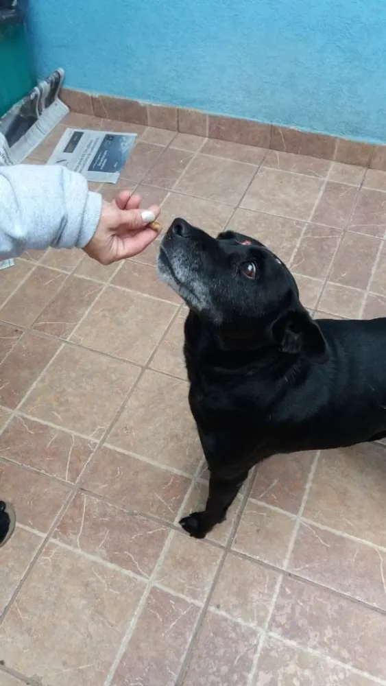 Cachorro ra a Canina idade 6 ou mais anos nome Big