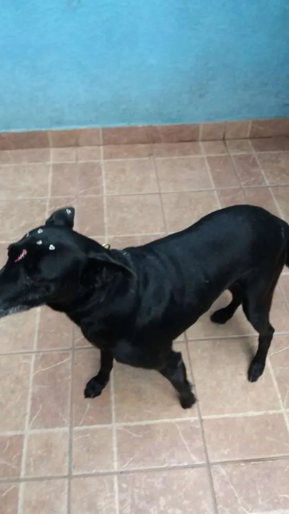 Cachorro ra a Canina idade 6 ou mais anos nome Big