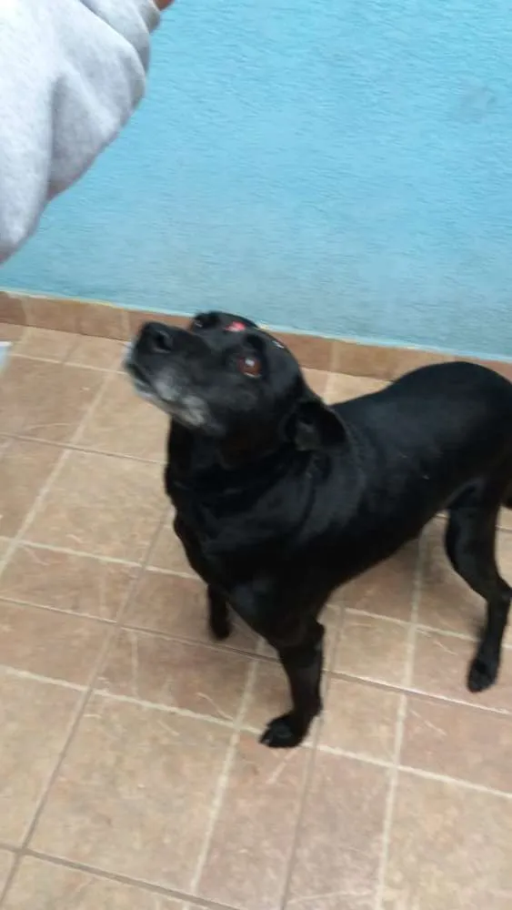 Cachorro ra a Canina idade 6 ou mais anos nome Big