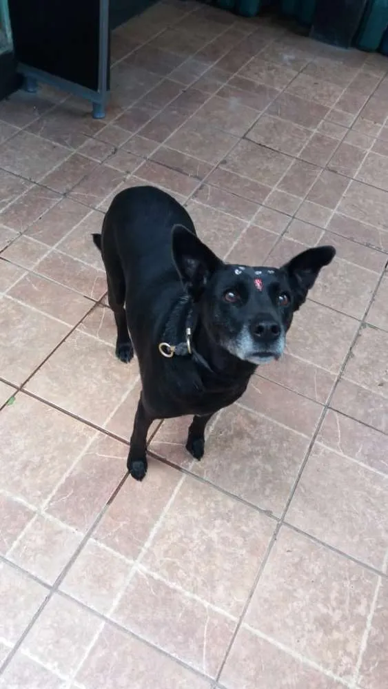 Cachorro ra a Canina idade 6 ou mais anos nome Big