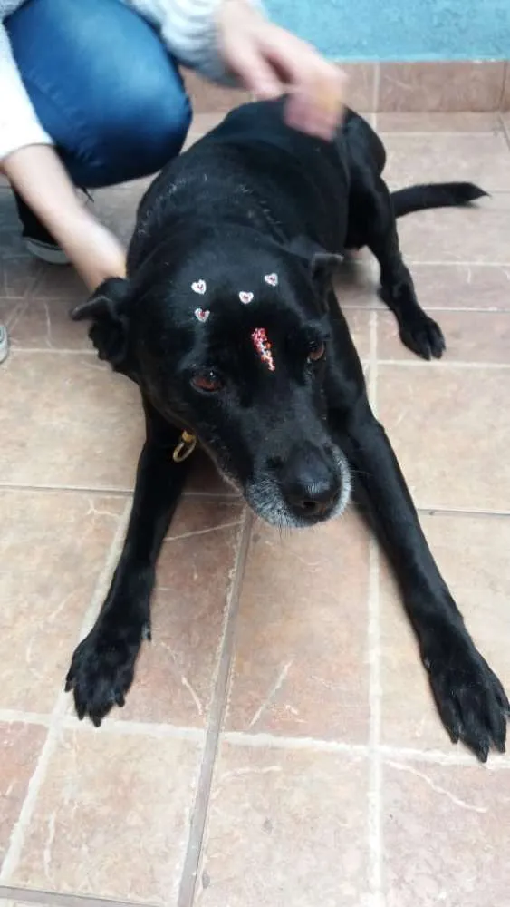 Cachorro ra a Canina idade 6 ou mais anos nome Big