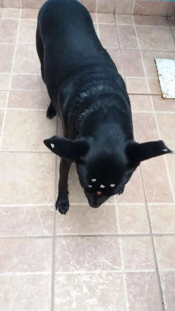Cachorro ra a Canina idade 6 ou mais anos nome Big