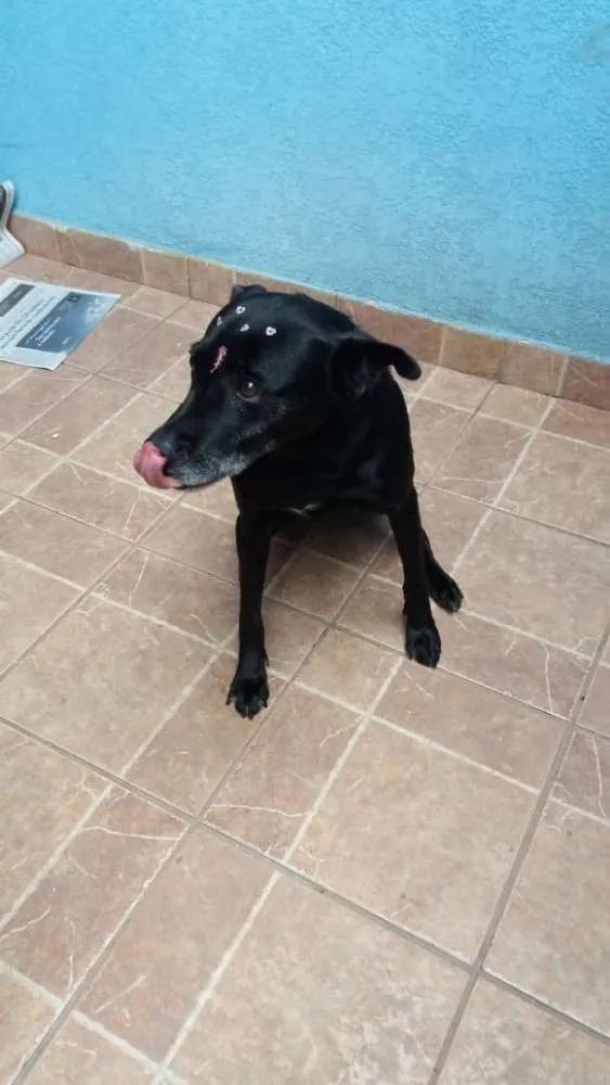 Cachorro ra a Canina idade 6 ou mais anos nome Big