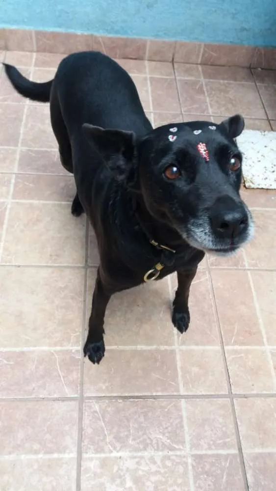 Cachorro ra a Canina idade 6 ou mais anos nome Big