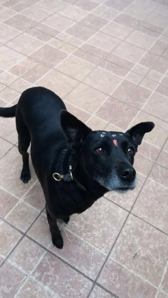Cachorro ra a Canina idade 6 ou mais anos nome Big