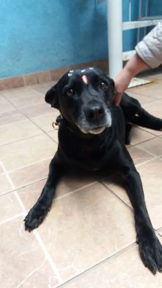 Cachorro ra a Canina idade 6 ou mais anos nome Big