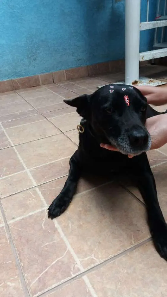 Cachorro ra a Canina idade 6 ou mais anos nome Big