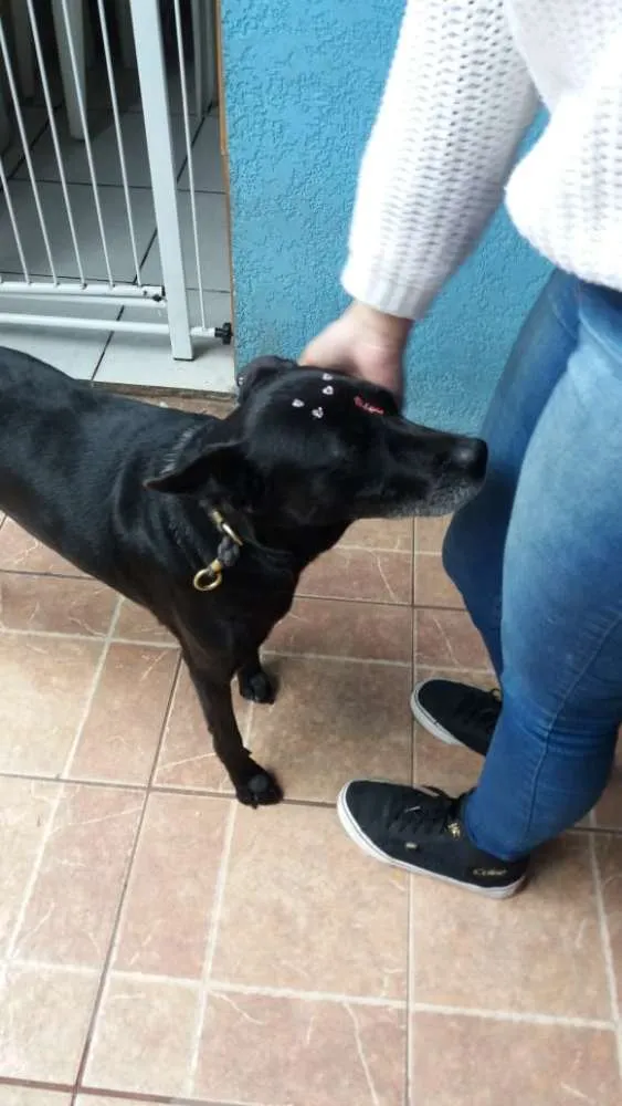 Cachorro ra a Canina idade 6 ou mais anos nome Big