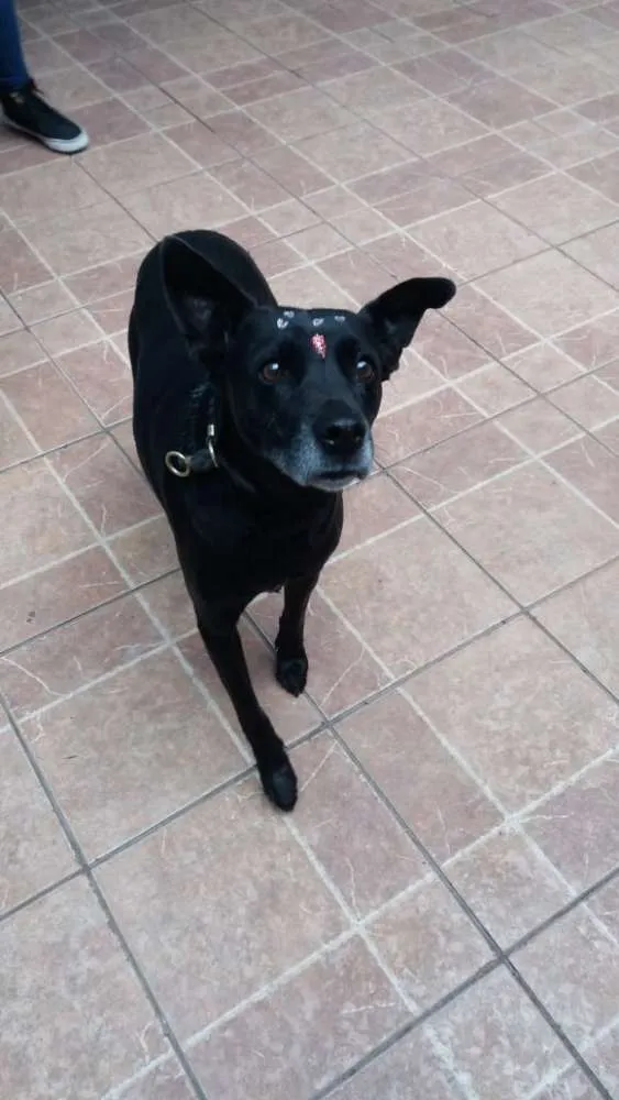 Cachorro ra a Canina idade 6 ou mais anos nome Big