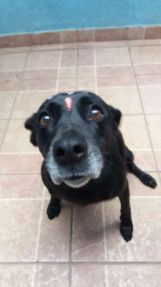 Cachorro ra a Canina idade 6 ou mais anos nome Big