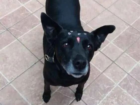 Cachorro ra a Canina idade 6 ou mais anos nome Big