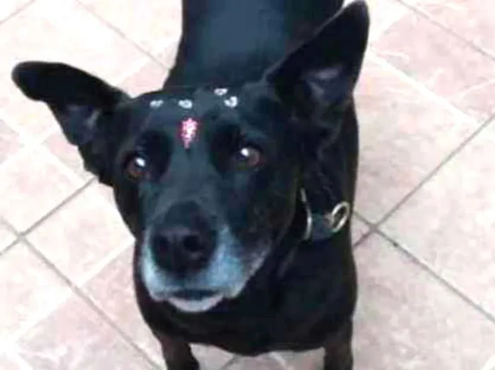 Cachorro ra a Canina idade 6 ou mais anos nome Big