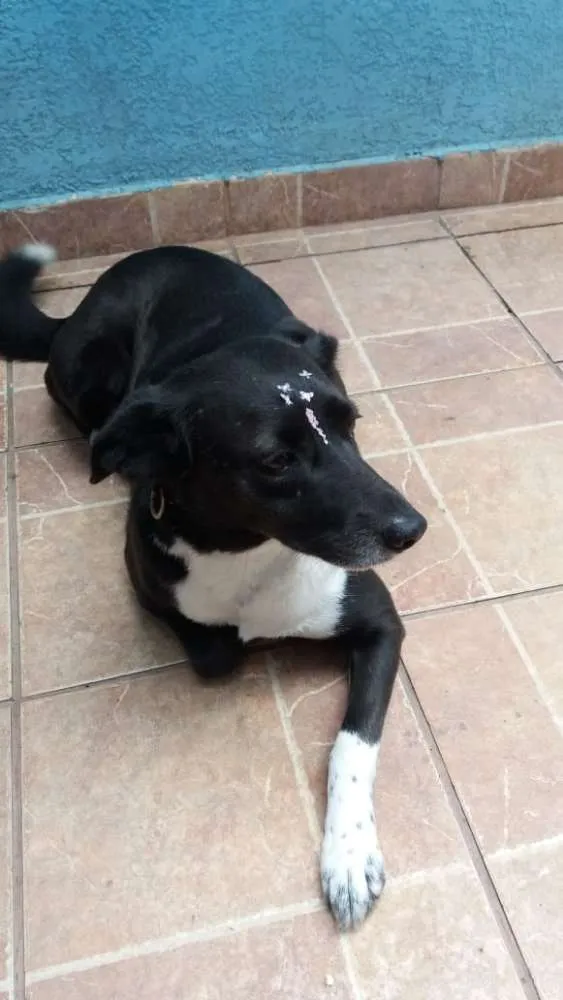 Cachorro ra a Canina idade 3 anos nome Paola