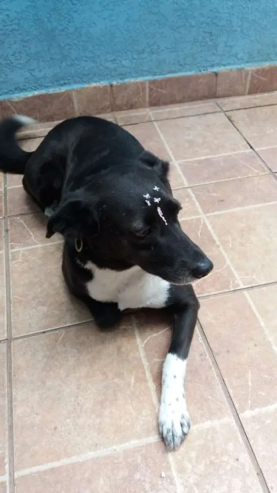 Cachorro ra a Canina idade 3 anos nome Paola