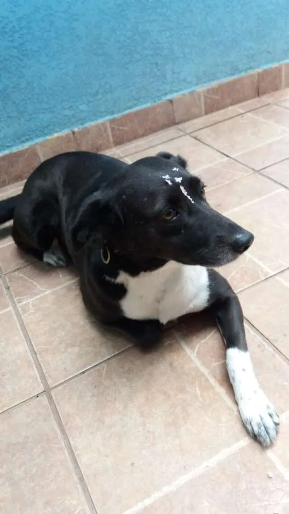 Cachorro ra a Canina idade 3 anos nome Paola