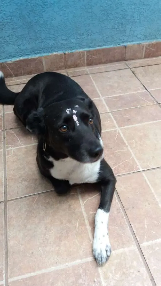 Cachorro ra a Canina idade 3 anos nome Paola