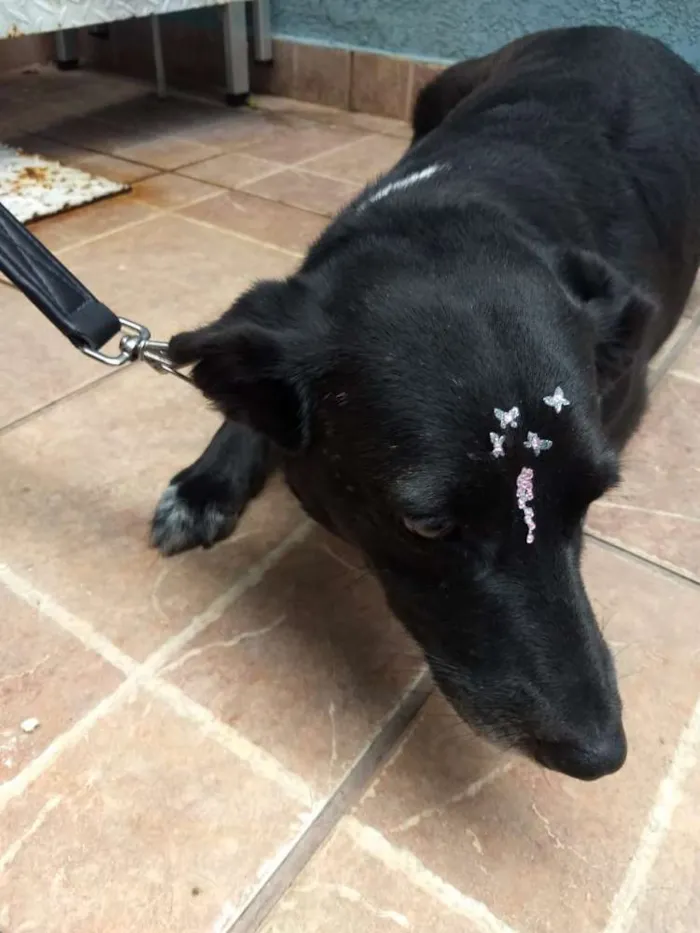 Cachorro ra a Canina idade 3 anos nome Paola