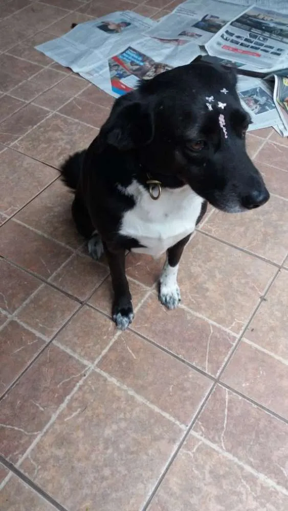 Cachorro ra a Canina idade 3 anos nome Paola