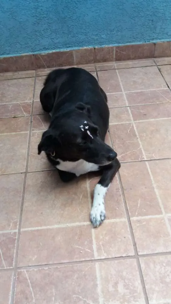 Cachorro ra a Canina idade 3 anos nome Paola