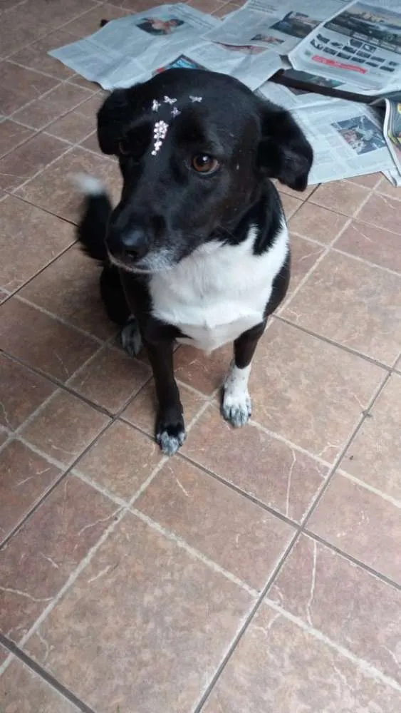 Cachorro ra a Canina idade 3 anos nome Paola