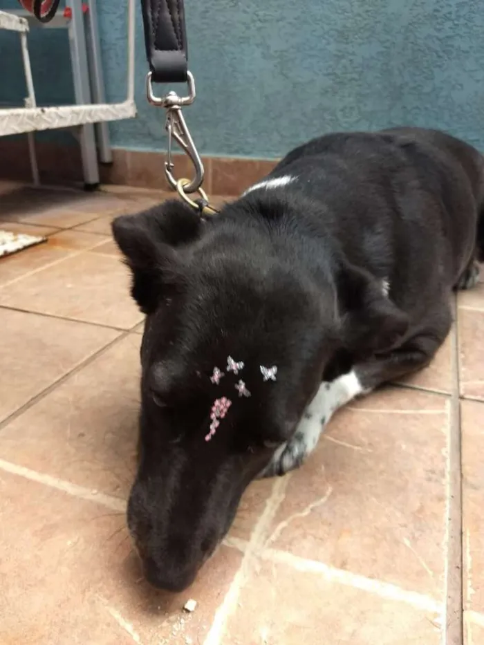 Cachorro ra a Canina idade 3 anos nome Paola