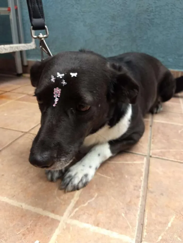 Cachorro ra a Canina idade 3 anos nome Paola