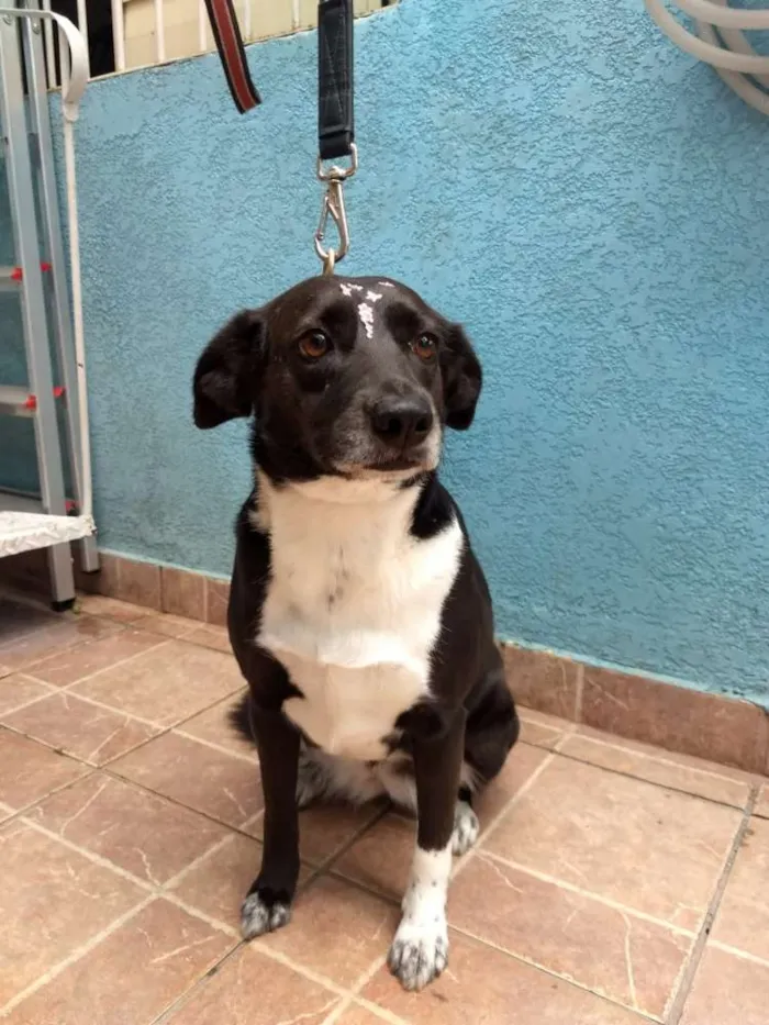 Cachorro ra a Canina idade 3 anos nome Paola