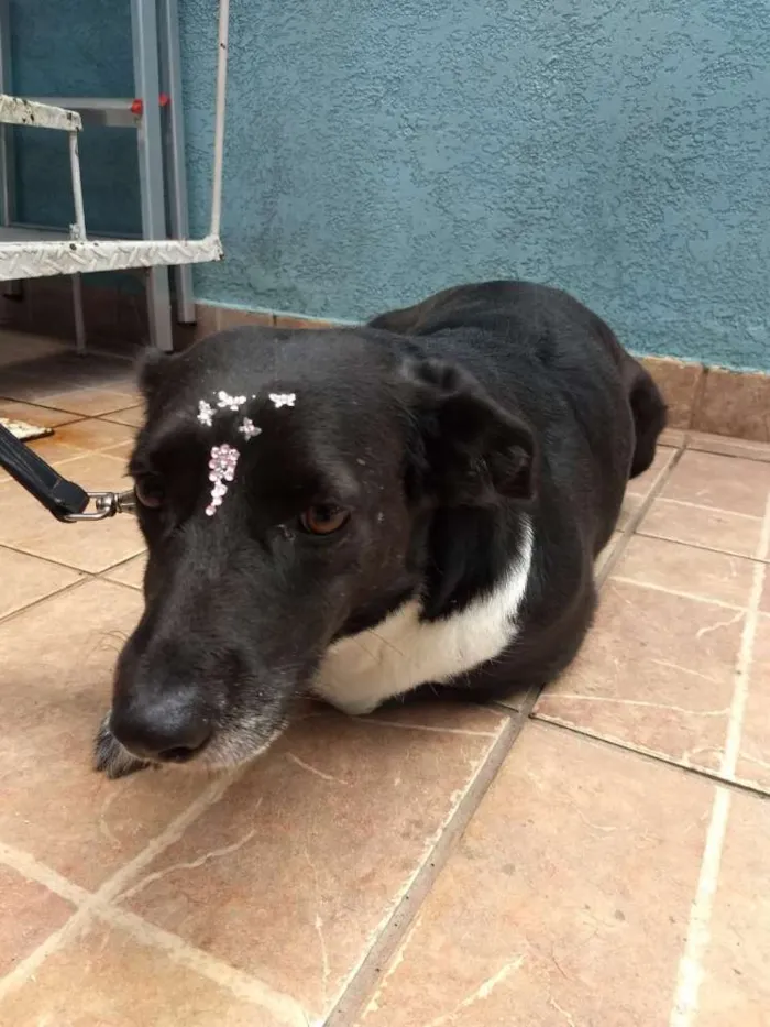 Cachorro ra a Canina idade 3 anos nome Paola