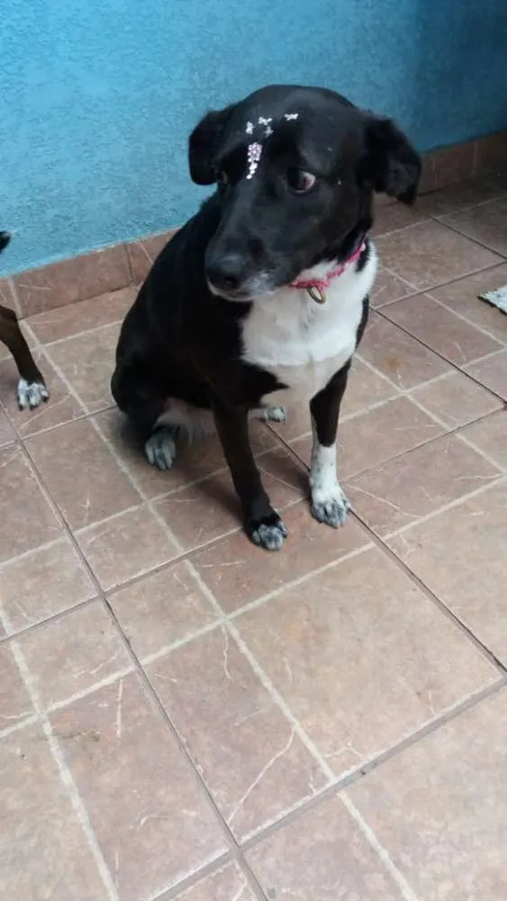 Cachorro ra a Canina idade 3 anos nome Paola
