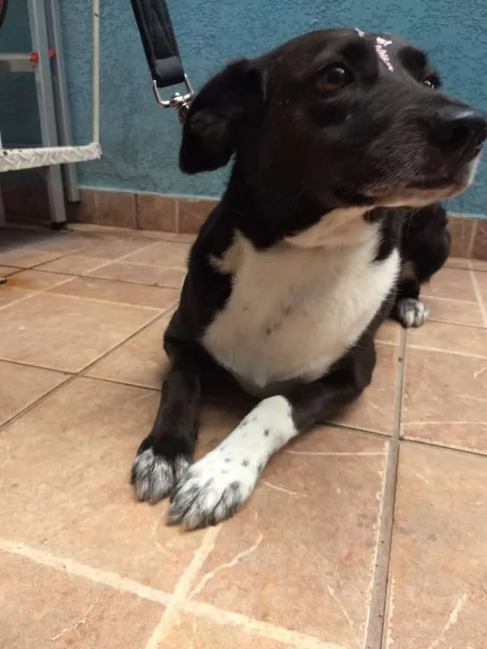 Cachorro ra a Canina idade 3 anos nome Paola