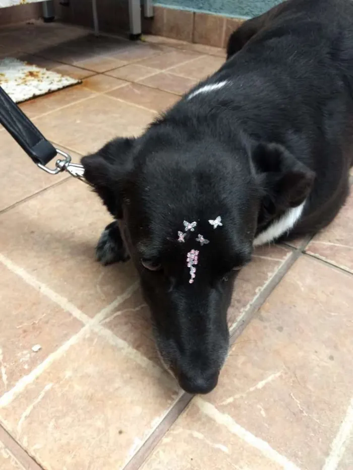 Cachorro ra a Canina idade 3 anos nome Paola