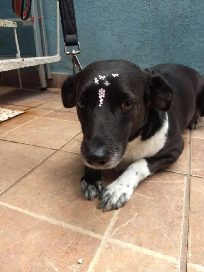 Cachorro ra a Canina idade 3 anos nome Paola