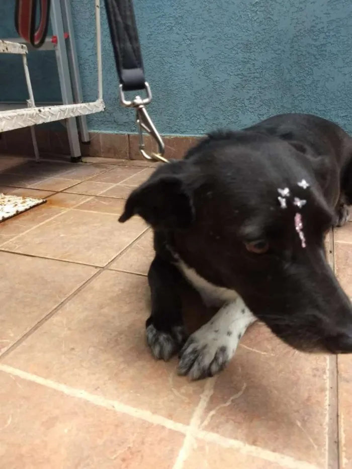 Cachorro ra a Canina idade 3 anos nome Paola
